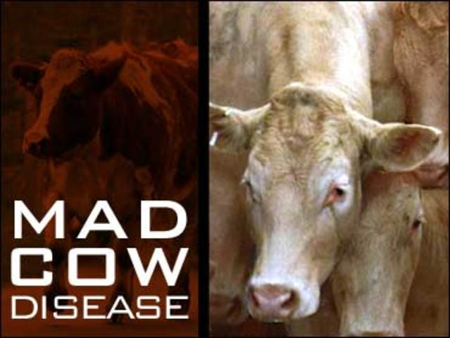 Mad Cow Disease