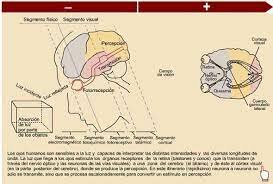 Johannes Peter Müller