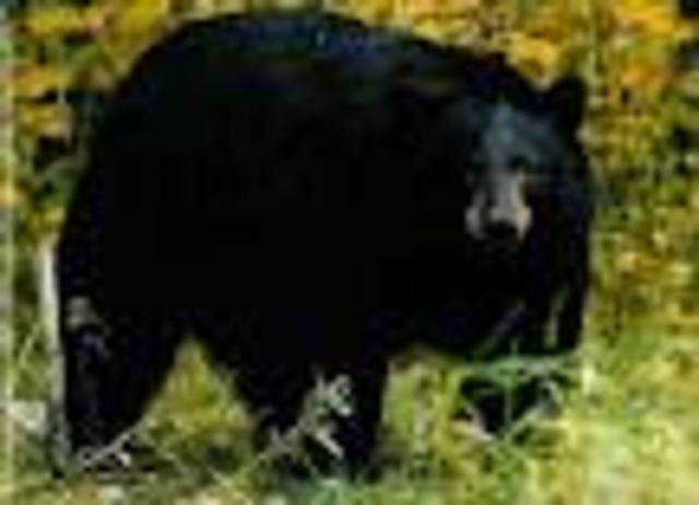 the year he got his bear