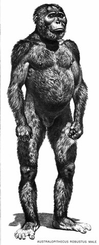 PARANTHROPUS ROBUSTUS.