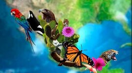 Timeline: Taxonomía