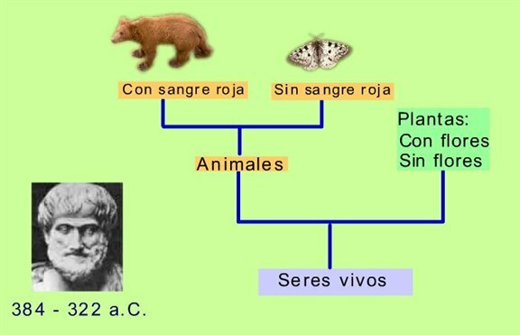 Primera clasificación