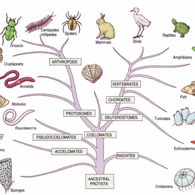 Timeline: historia de la taxonomia