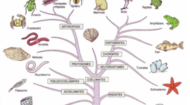 Timeline: historia de la taxonomia