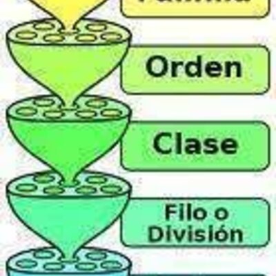 Timeline: Historia de la taxonomía