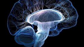 Timeline: Desde los orígenes al presente: las neurociencias de la conducta, un viaje que no se detiene.