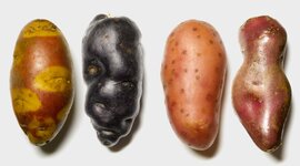 Timeline: The Development of Potatoes