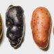 Potato