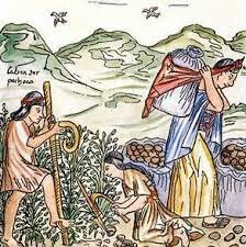 Discovery of Potatoes