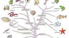 Timeline: Historia de la taxonomía