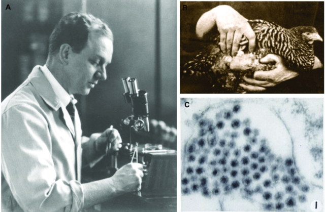 Virus causa sarcoma a los pollos