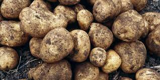 Spread of Potatoes to North America