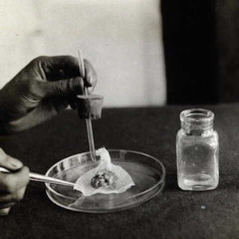 Cultivo a gran escala