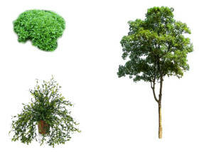 Teofrasto, discipulo de Aristóteles