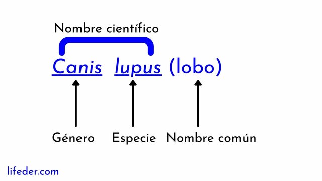 La nomenclatura binomial