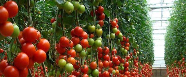 Siglo XVIII - Tomate