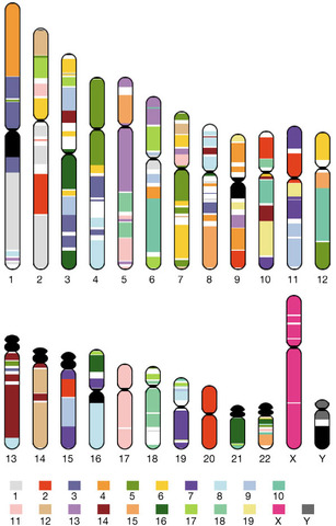 Human Genome publishes the last chromosome.