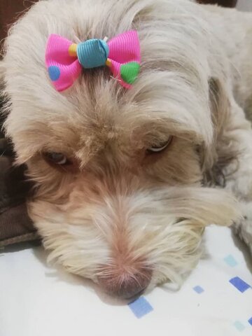 Un Nuevo Integrante llega a la Familia