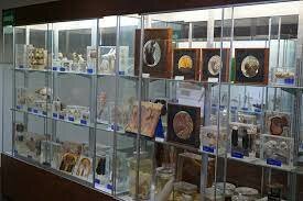 Museo Anatomopatológico