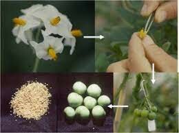 Potato Research and Breeding