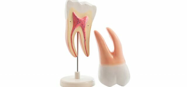 DESCUBREN EL INTERIOR DEL DIENTE