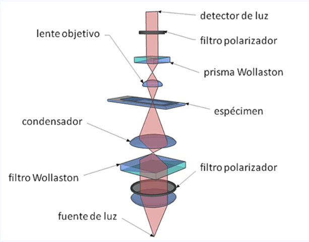 Microscopio de contraste por interferencia diferencial