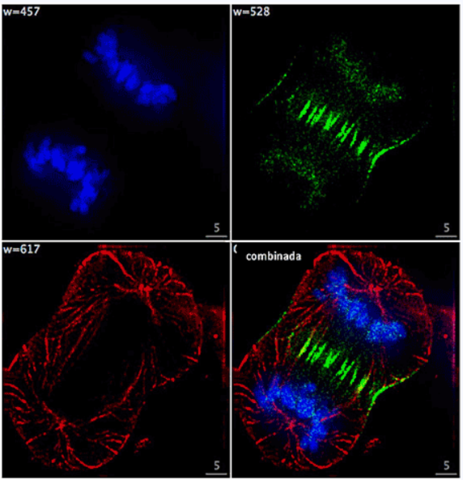 Micrografías de células en división, tomadas con un M. de fluorescencia.