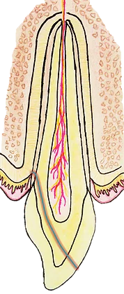 AUXILIAR EN ENSANCHAMIENTO