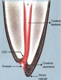 ANTONY VAN LEEUWENHOEK