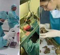 Medicina Legal Actualmente y sus disciplinas