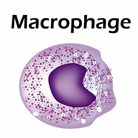 MACROFAGO