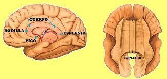 Corteza cerebral, Cuerpo calloso y Frenología