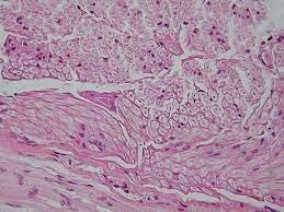 Microscopio y el Tejido nervioso - Células como las unidades anatómicas y funcionales del sistema nervioso