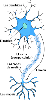 Anatomía de la Neurona