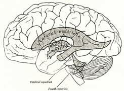 La estructura del cerebro y los ventrículos cerebrales