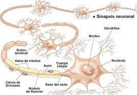 Concepto de sinapsis