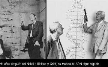 Desarrollo del ADN
