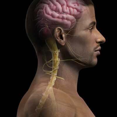 Timeline: Historia de las neurociencias de la conducta.