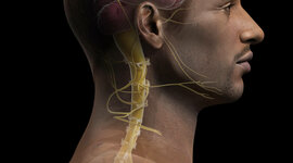 Timeline: Historia de las neurociencias de la conducta.