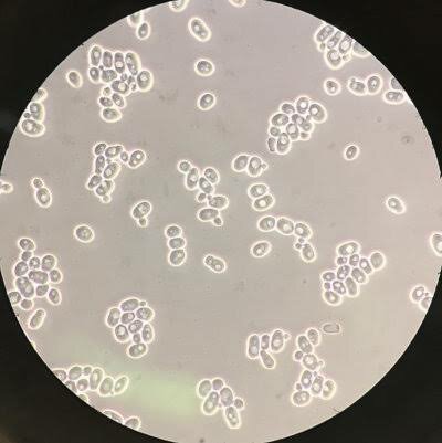 Microscopio de contraste de fases