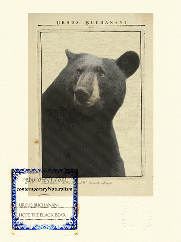 Ursus Buchanani