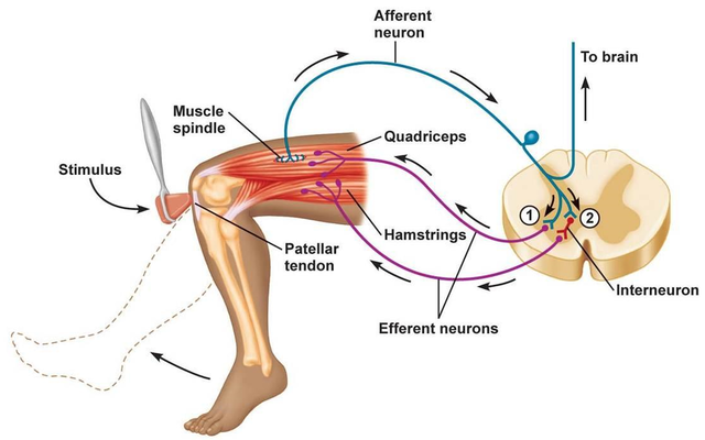 Charles Scott Sherrington (1857-1952)