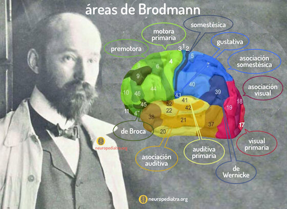 Se divide la corteza cerebral según criterios histológicos en 52 regiones ; su cartografía cerebral esta aun vigente
