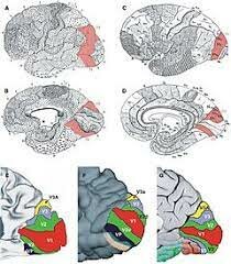 Korbinian Brodmann (1868-1918)