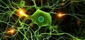 Henry Dale (1875-1968) y Otto Loewi (1873-1961)