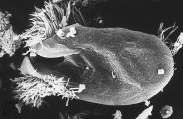 De första djuren uppstår