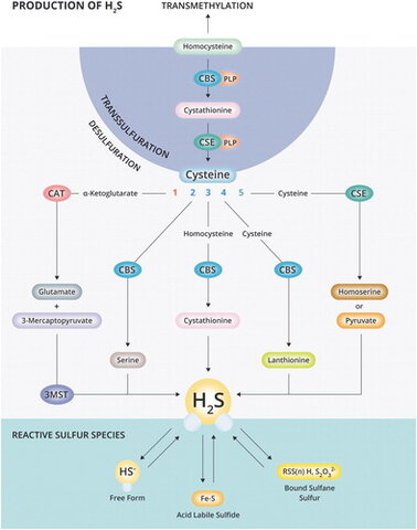 Netherlands scientists discover antiviral mechanisms relevant to Bucillamine