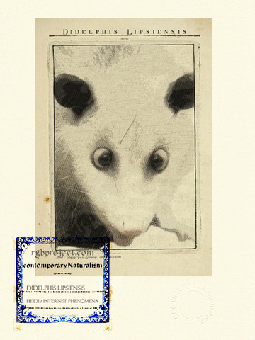 Didelphis Lipsiensis