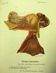 Instituto Patológico Nacional - México