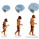 Homo erectus